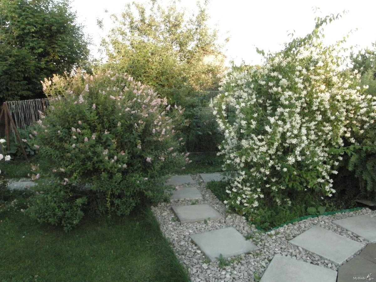 Спирея Жасмин дерен