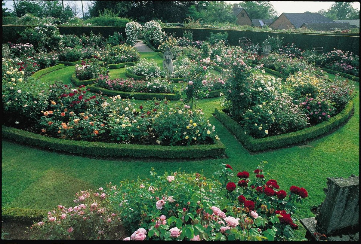 Роза почвопокровная Розариум