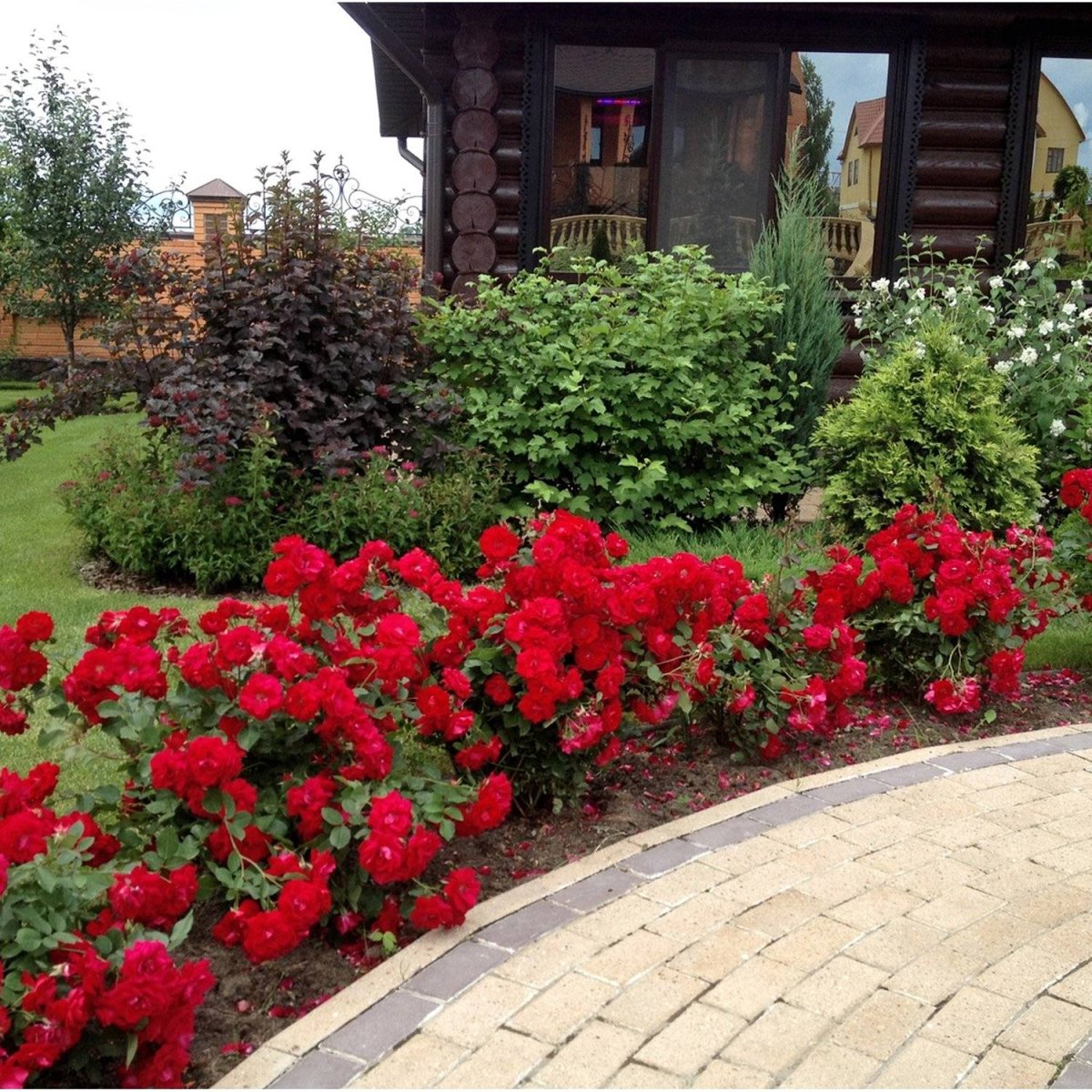 Цветник Барбарис туя роза почвопокровная