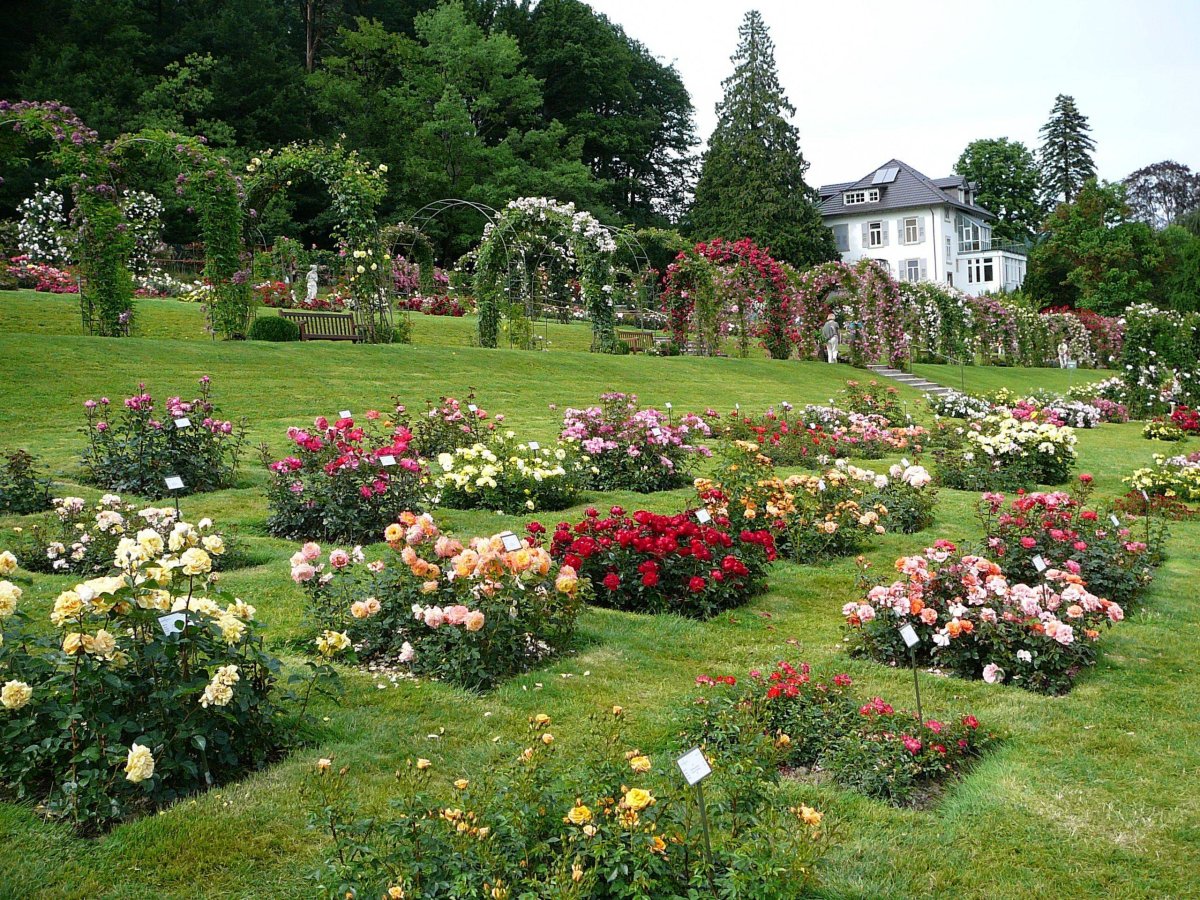 Розарий партер