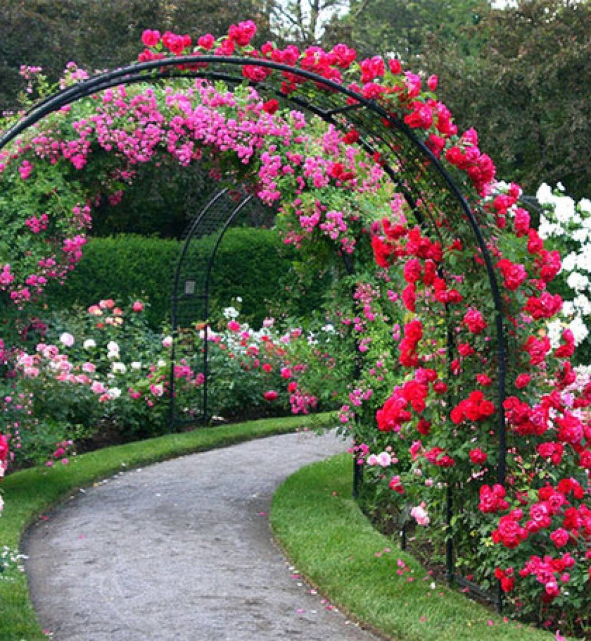 Арка увитая вьющимися растениями