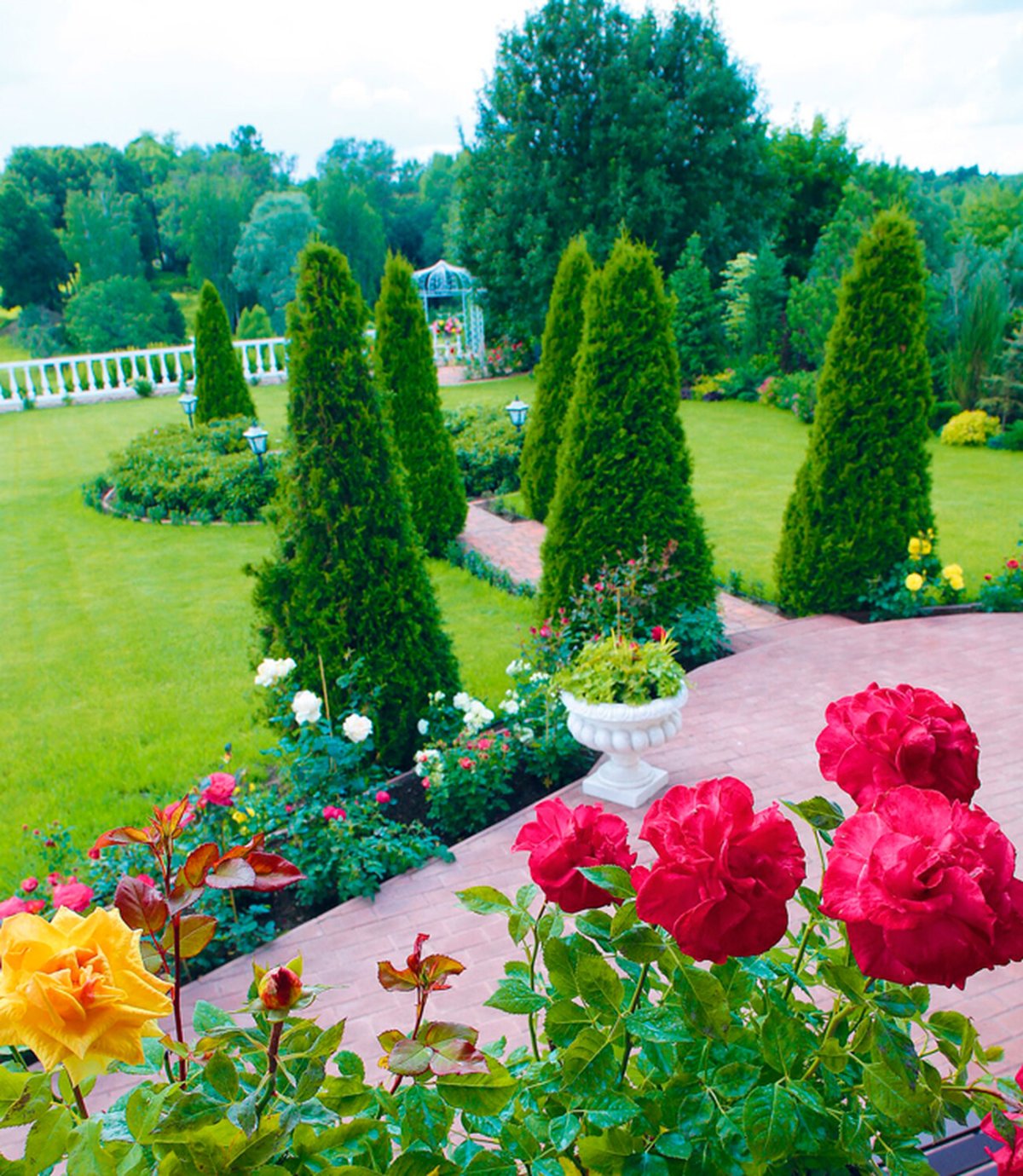 Розы на участке