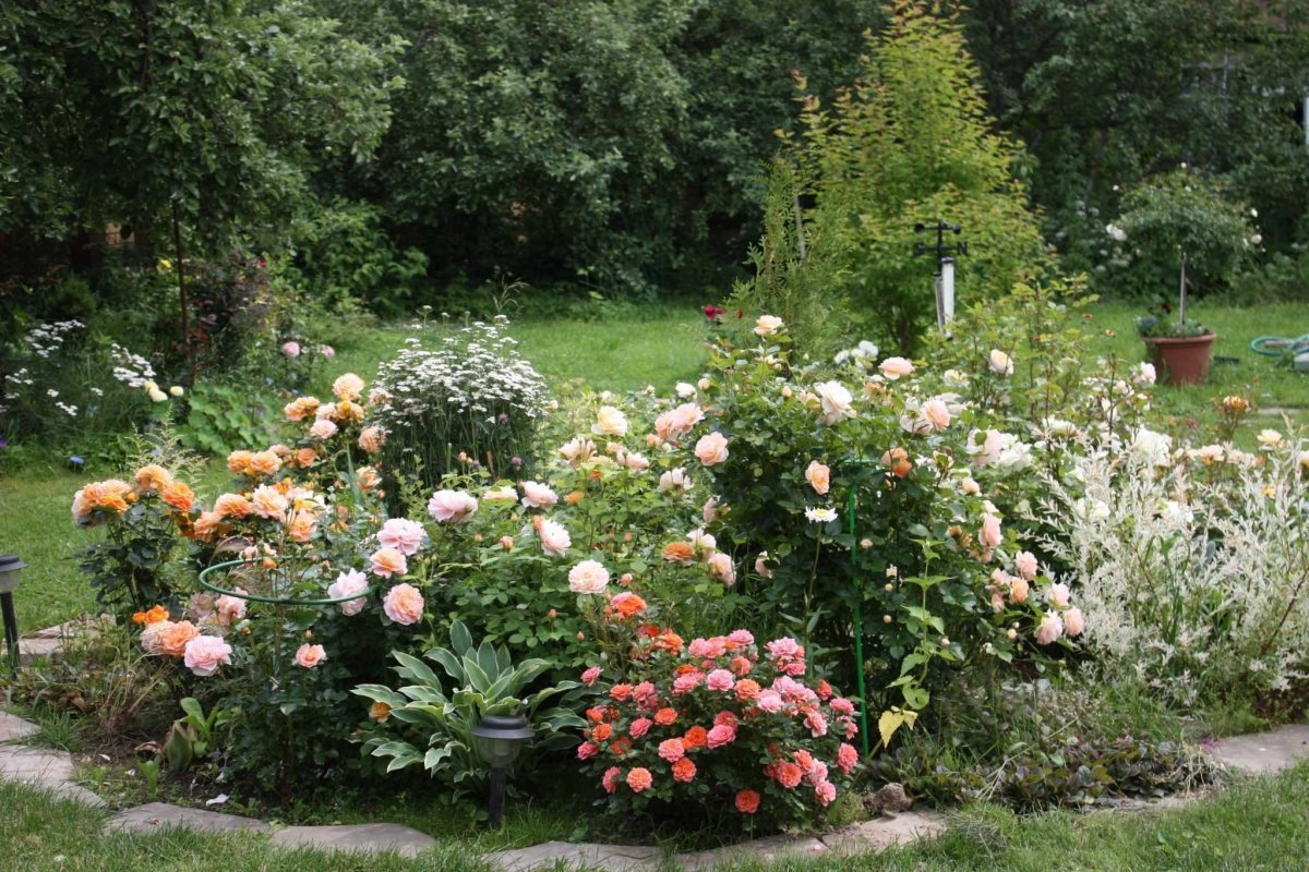Дачный розарий
