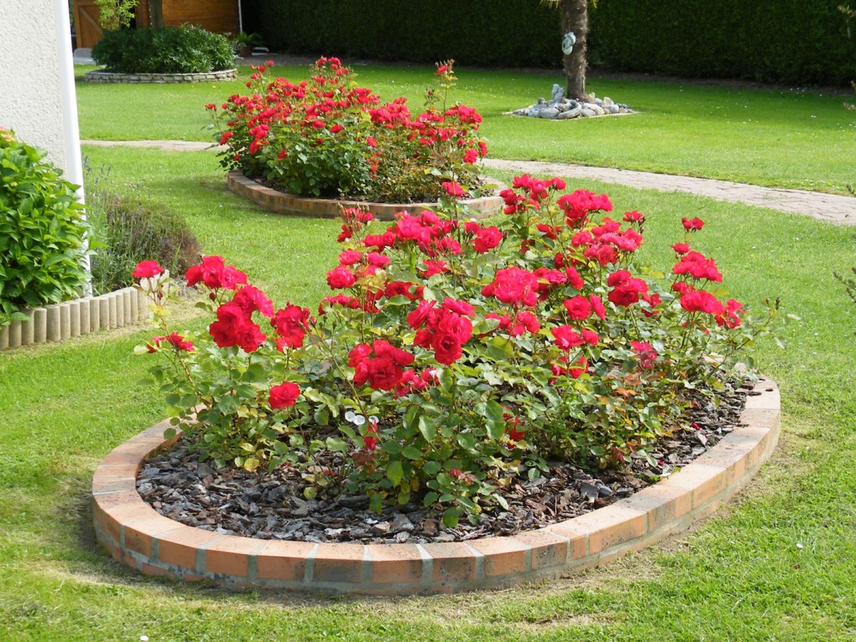 Роза бордюрная Колибри