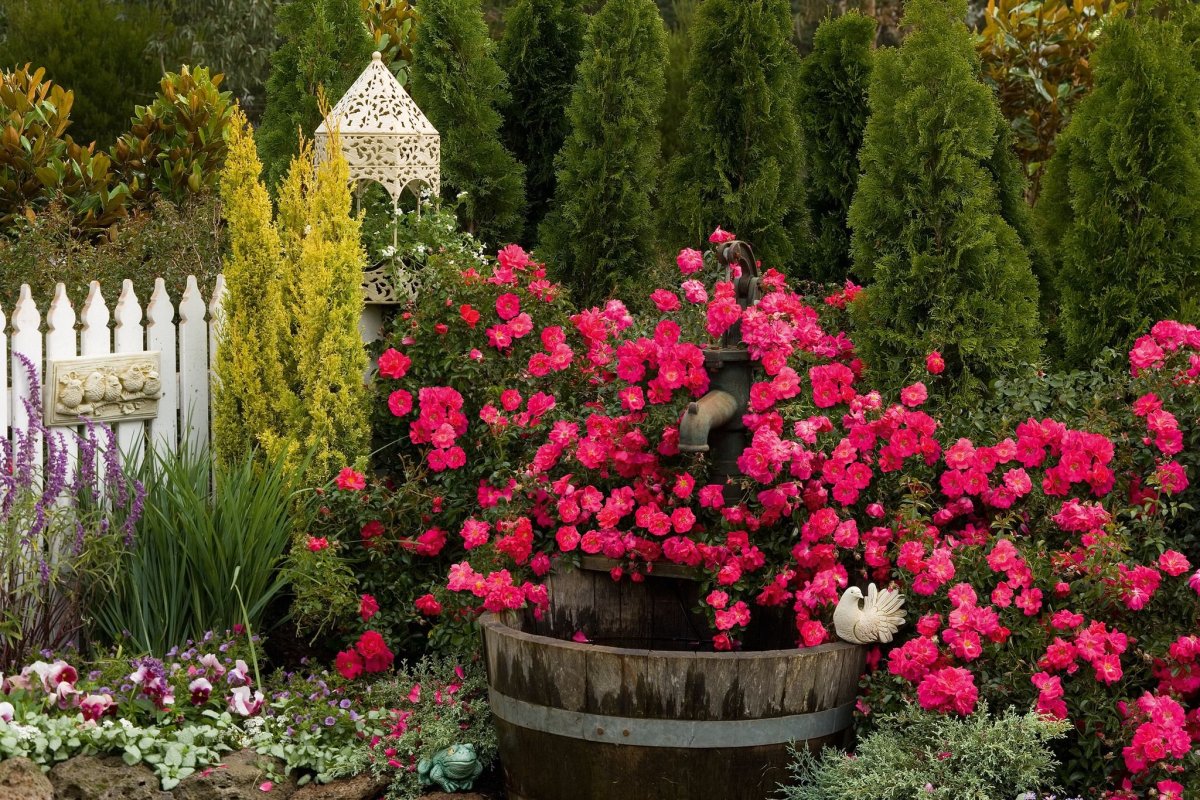 Роза почвопокровная Розариум