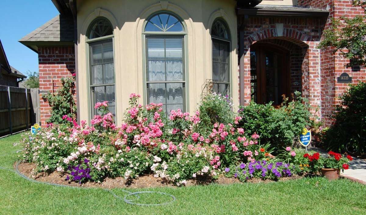 Герань Розариум