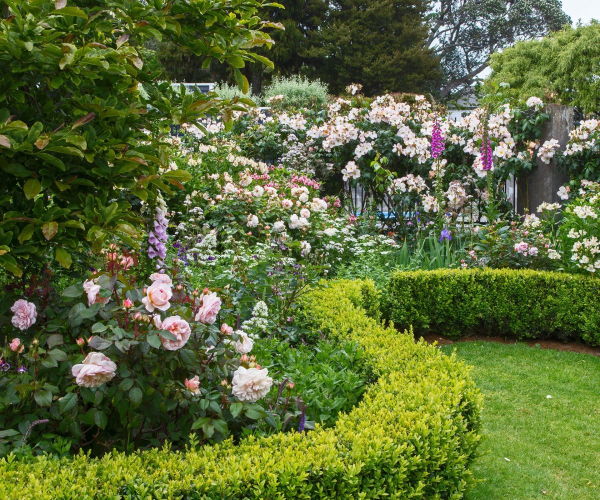 Розы Остина в миксбордере