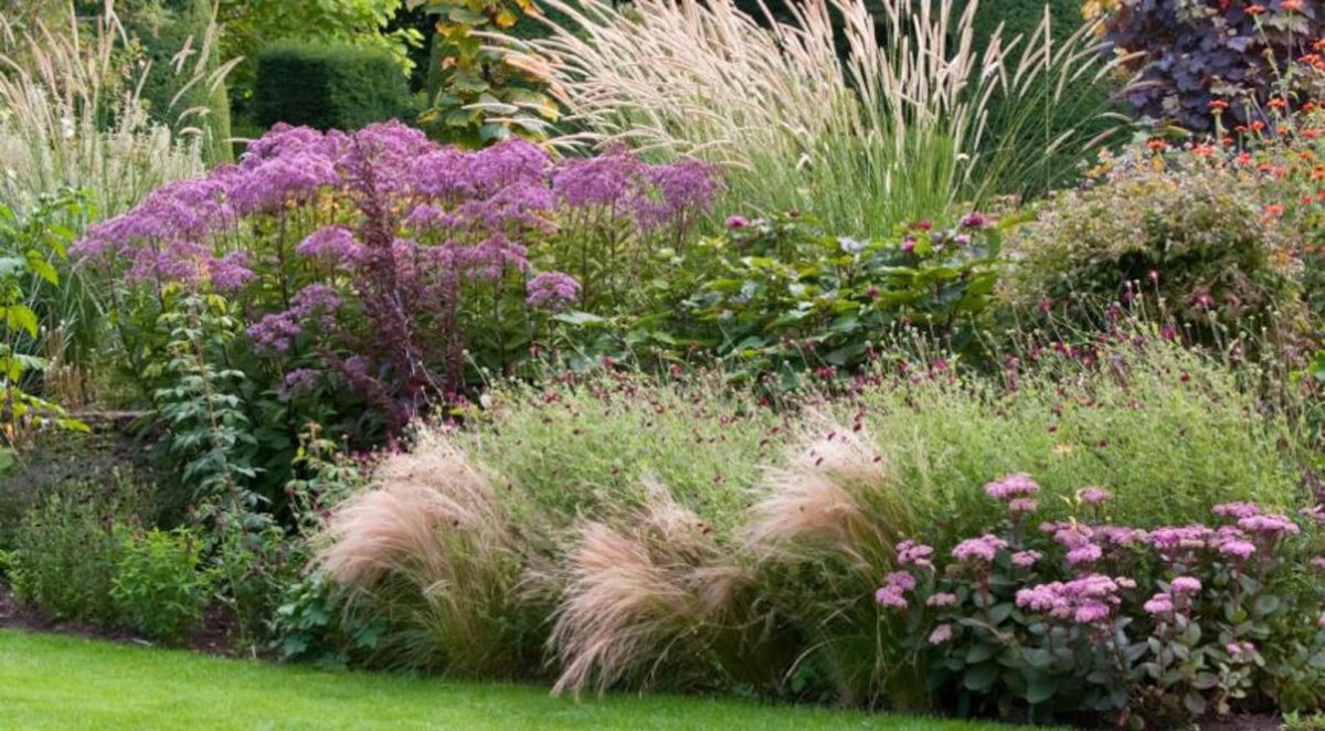 Цветники пита Удольфа эхинацея