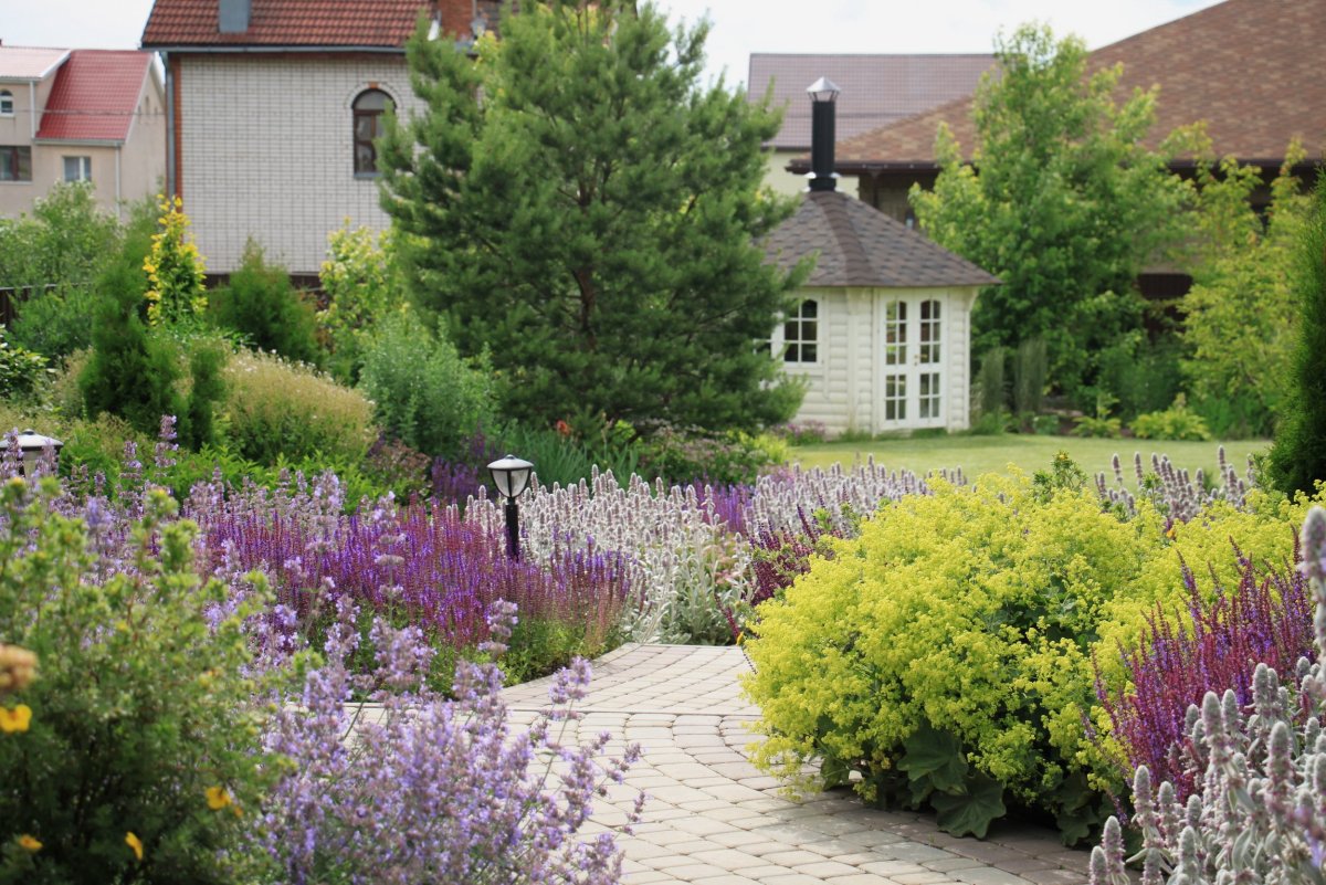 Котовник Фассена на клумбе