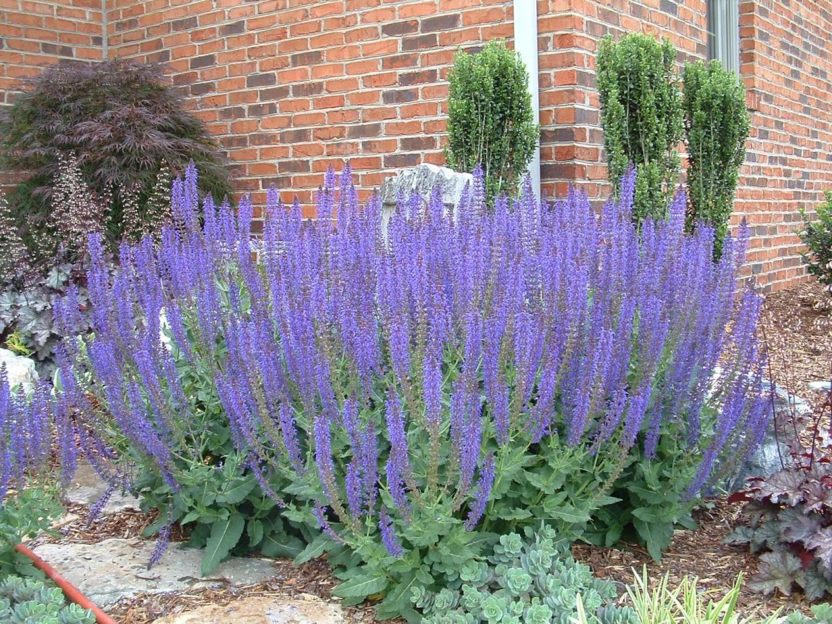 Перовския лебедолистная Блю Спайр