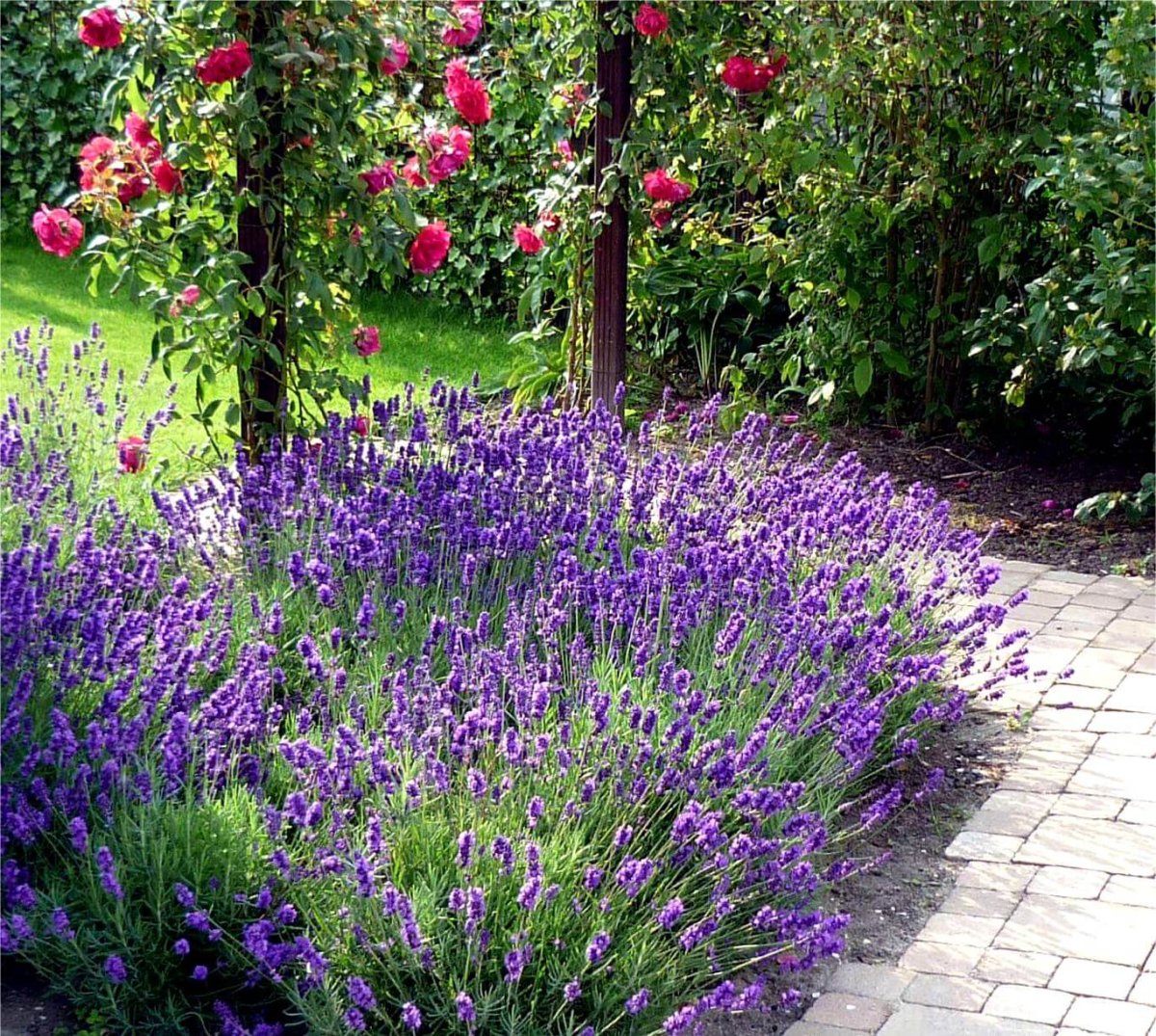 Лаванда узколистная бордюр