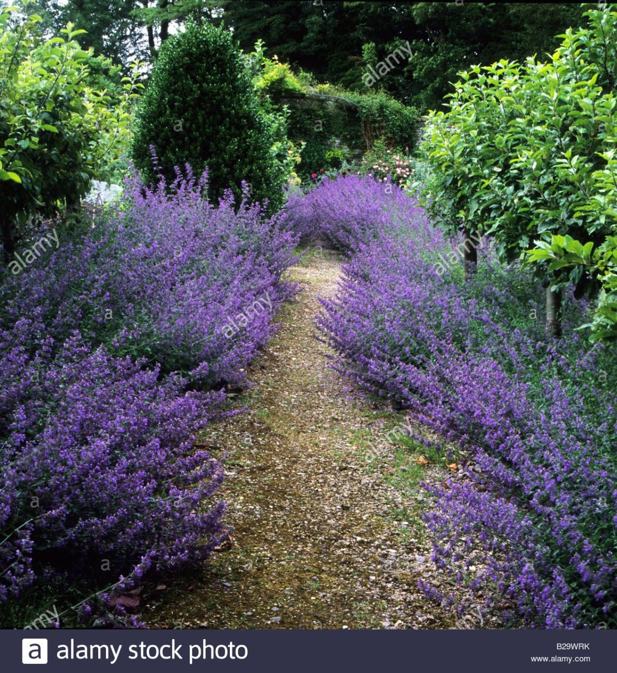 Котовник голубой ковер в ландшафтном дизайне