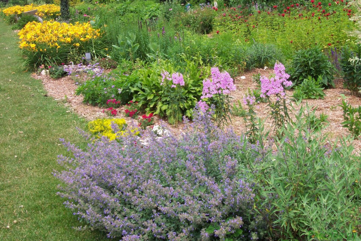 Котовник Фассена семена