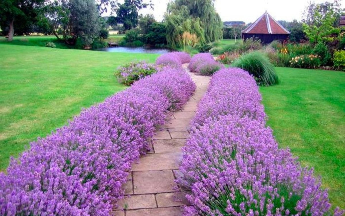 Шалфей в ландшафтном дизайне