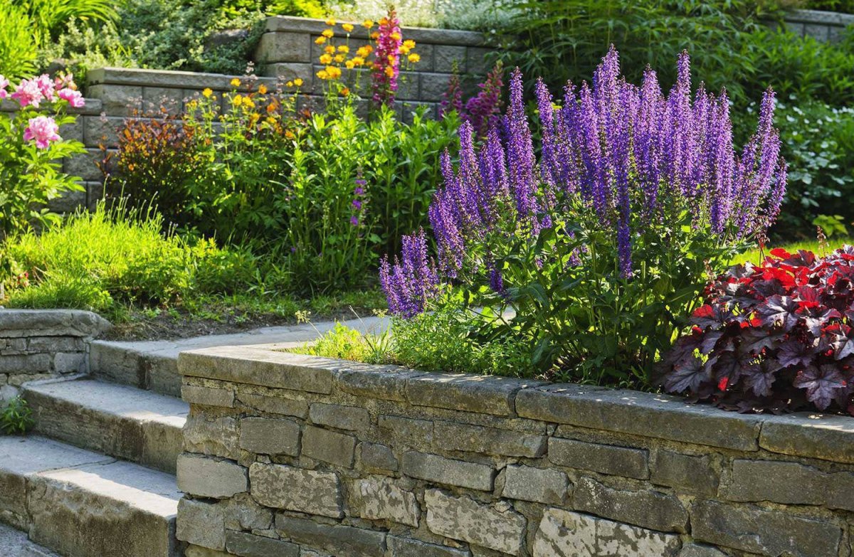 Дербенник леди Сэквилл