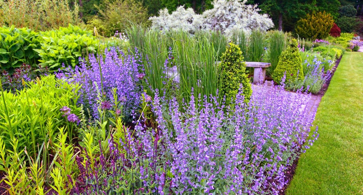 Лаванда котовник шалфей