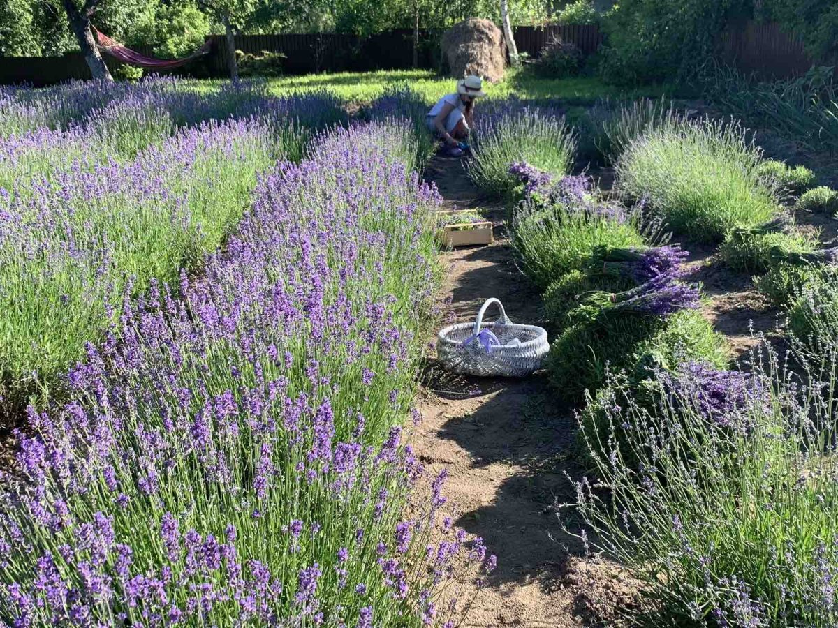 Лаванда узколистная бордюр