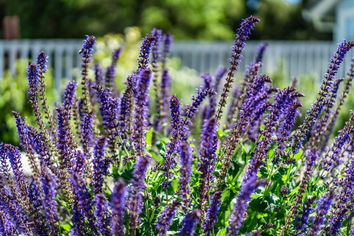 Котовник бархат