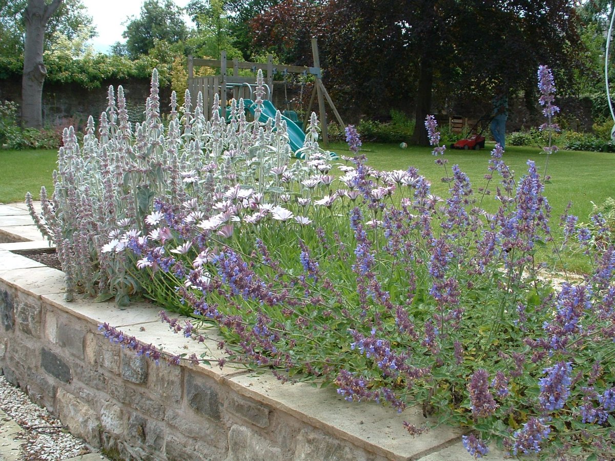 Котовник Фассена и шалфей