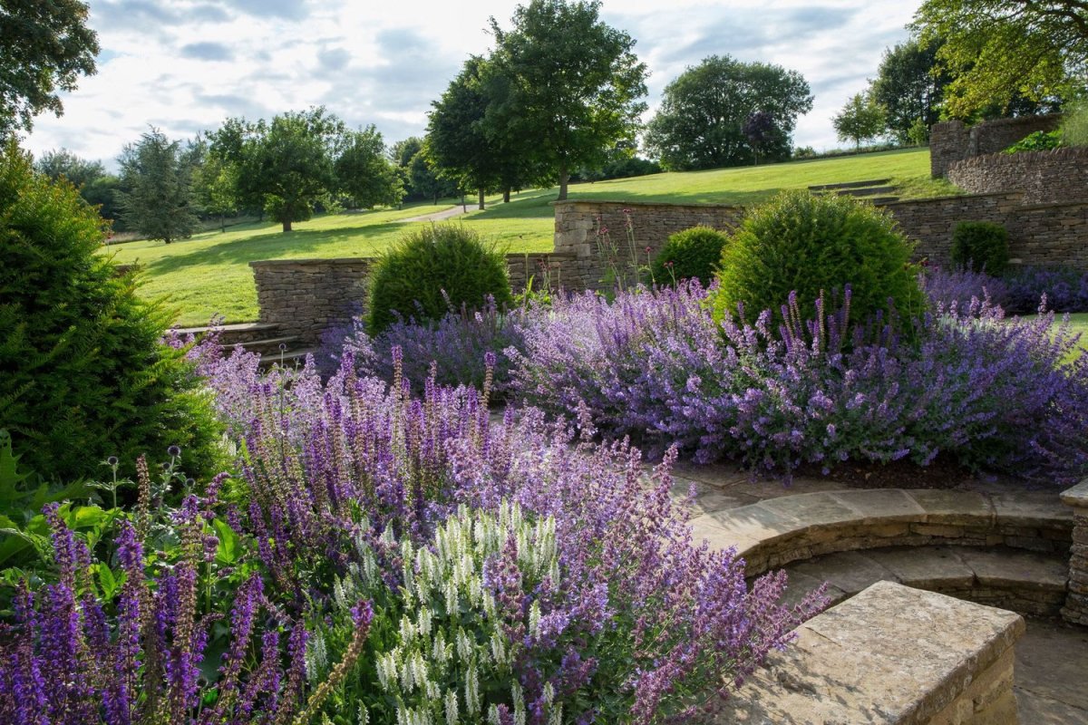 Лаванда котовник шалфей