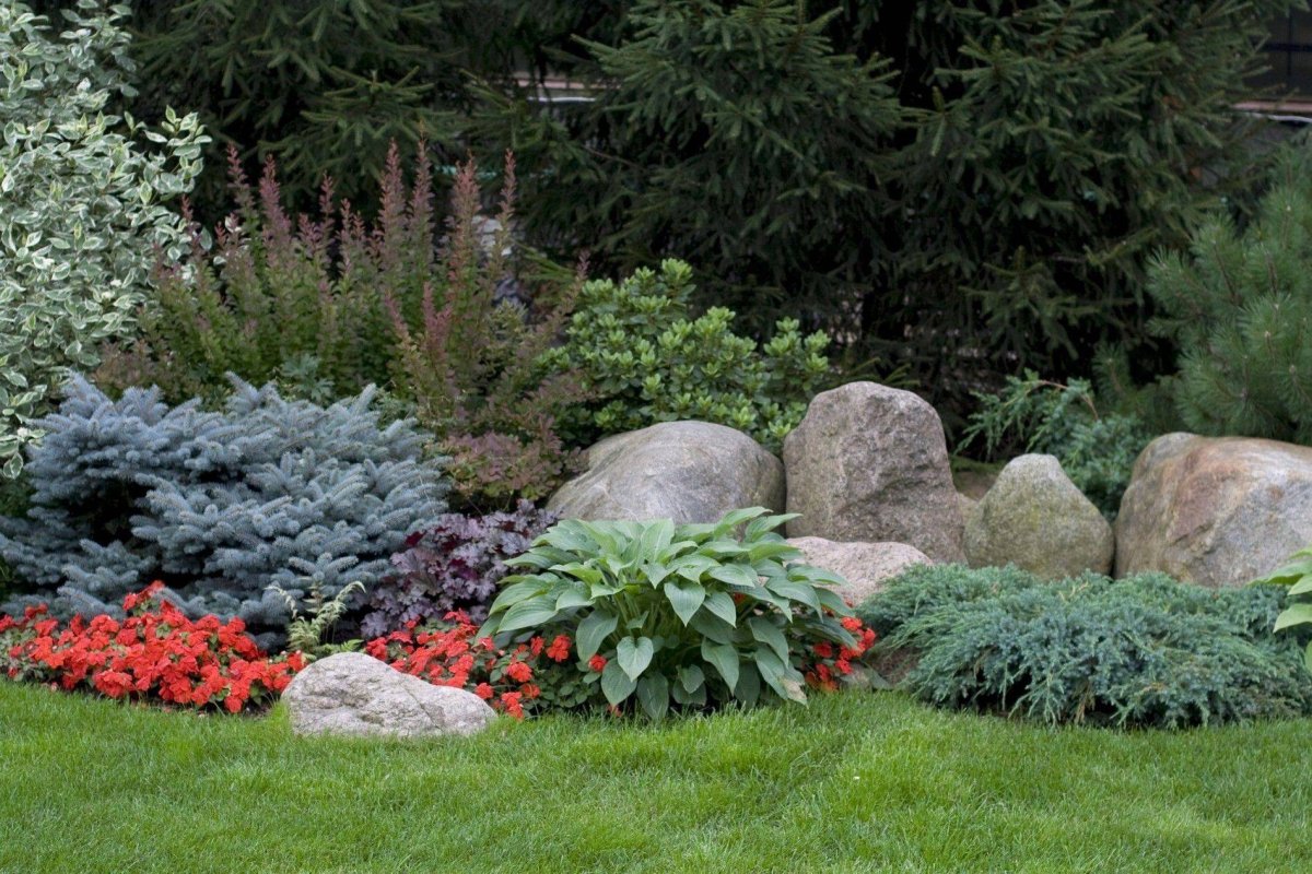 Можжевельник Блю миксбордер