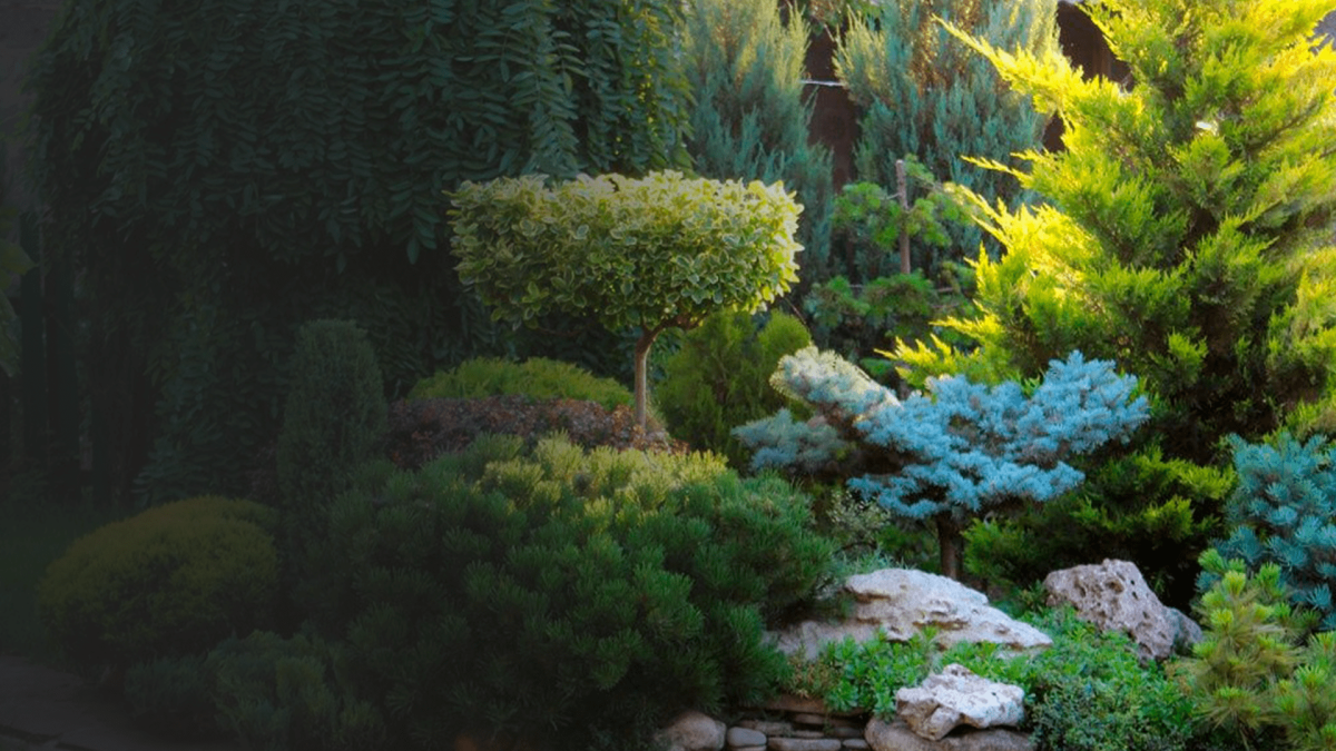 Туя Глаука Глобоза