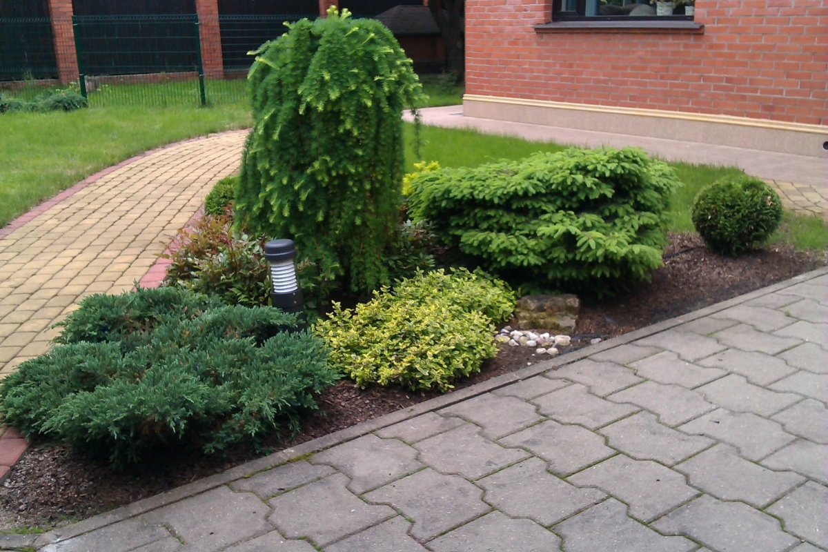 Хвойники Барбарис спирея