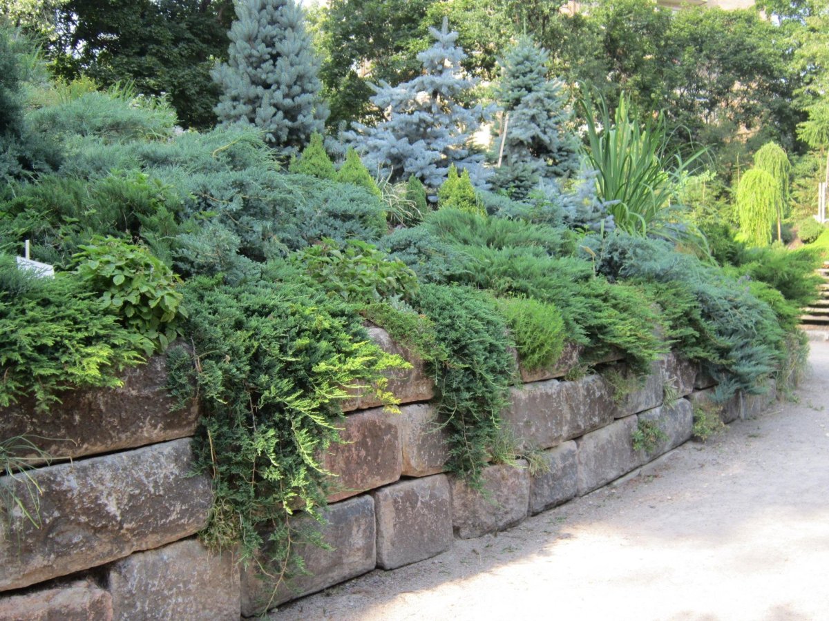 Можжевельник горизонтальный Вилтони