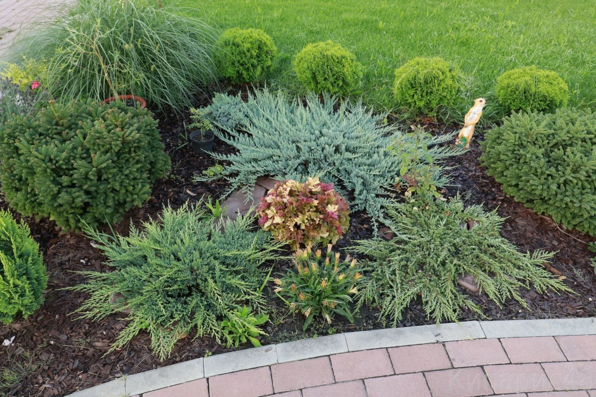 Можжевельник горизонтальный казацкий