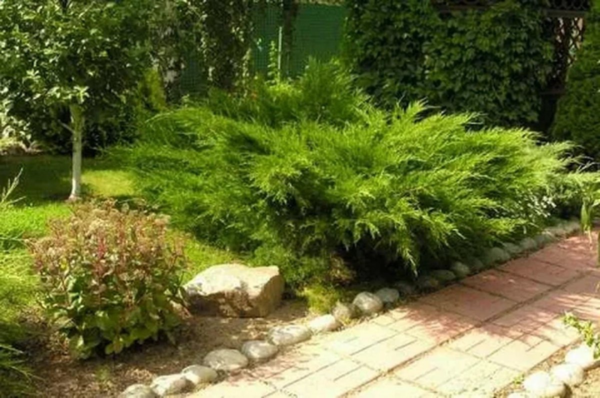 Можжевельник Мирт джулеп