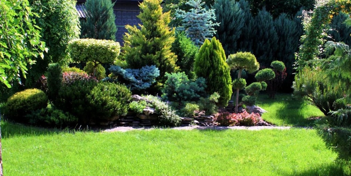 Можжевельник Блю миксбордер