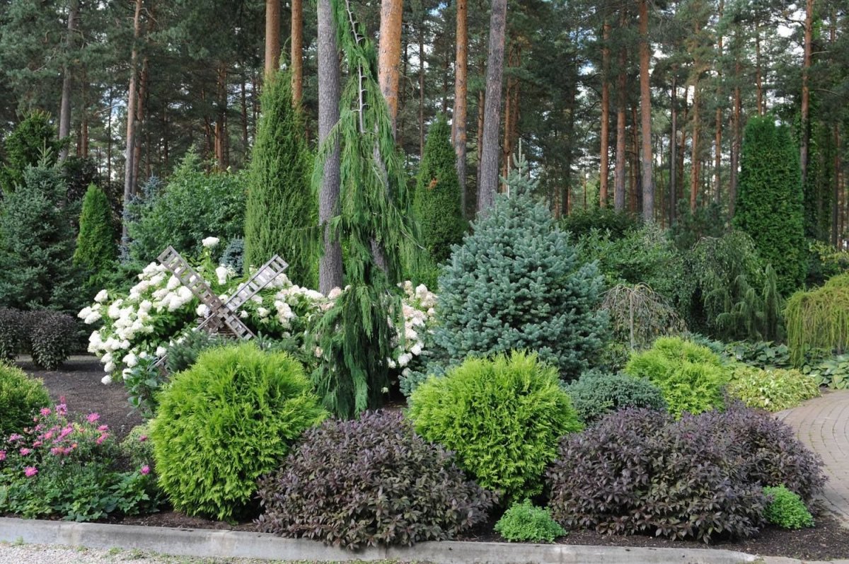 Хвойники сосна можжевельник