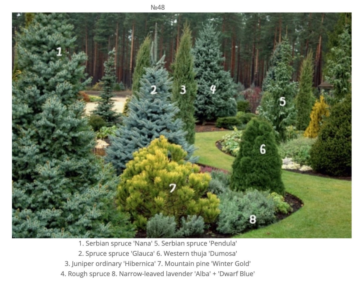 Хвойники сосна можжевельник