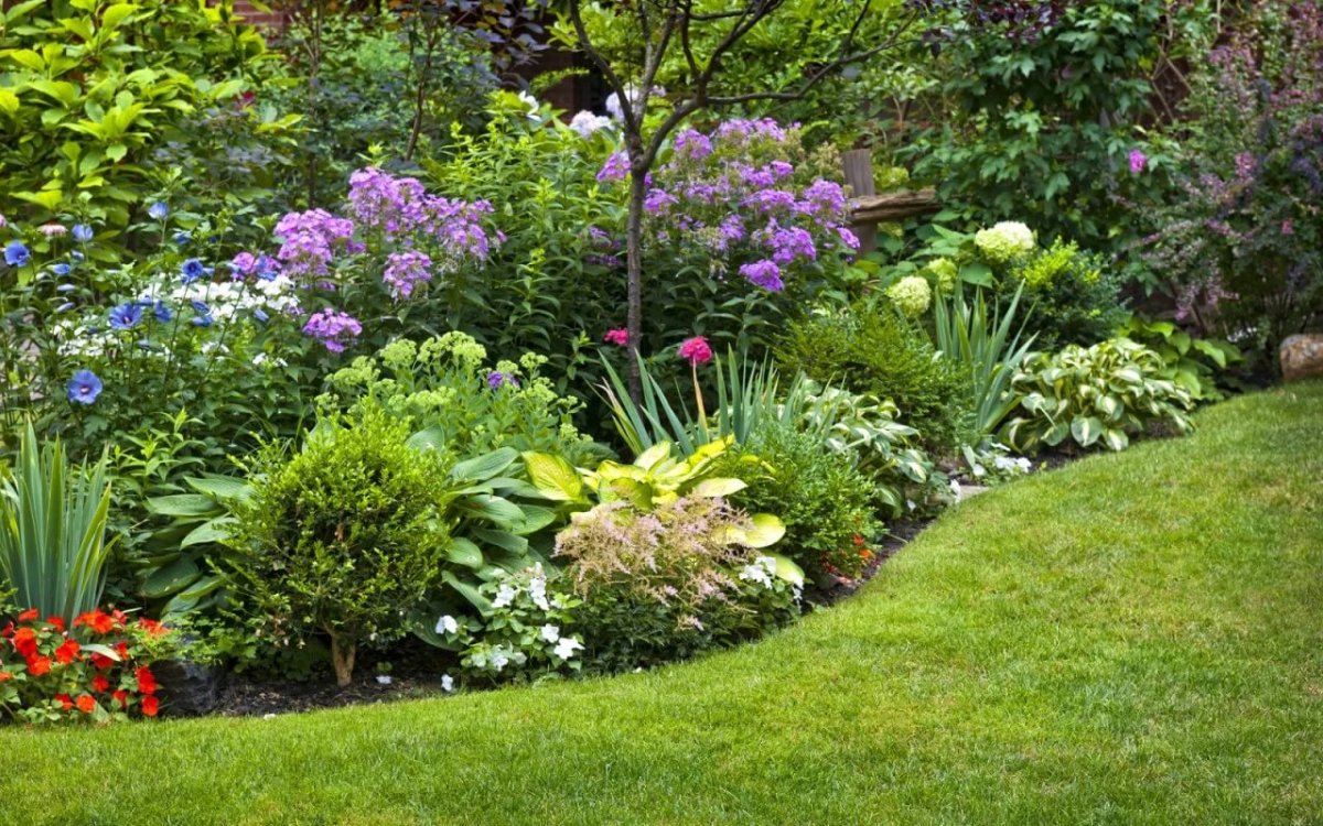 Флоксы в миксбордере