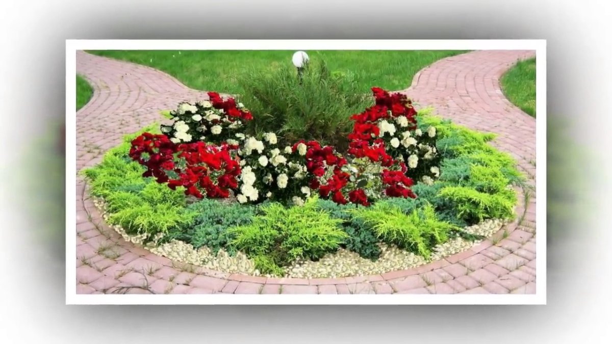 Клумба с хвойниками и розами