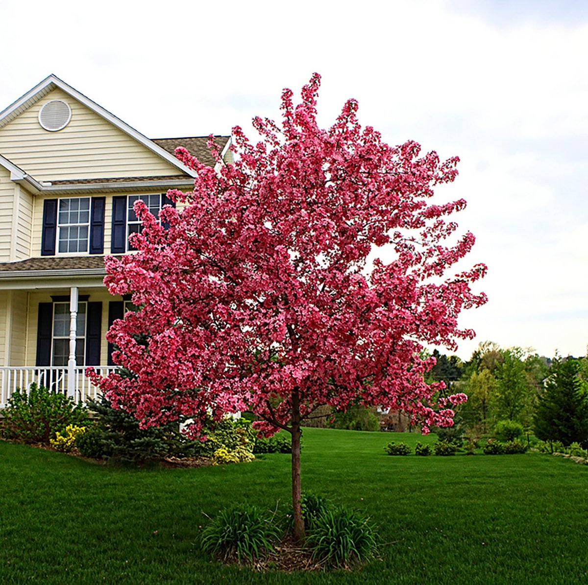 Яблоня Прайри Файер