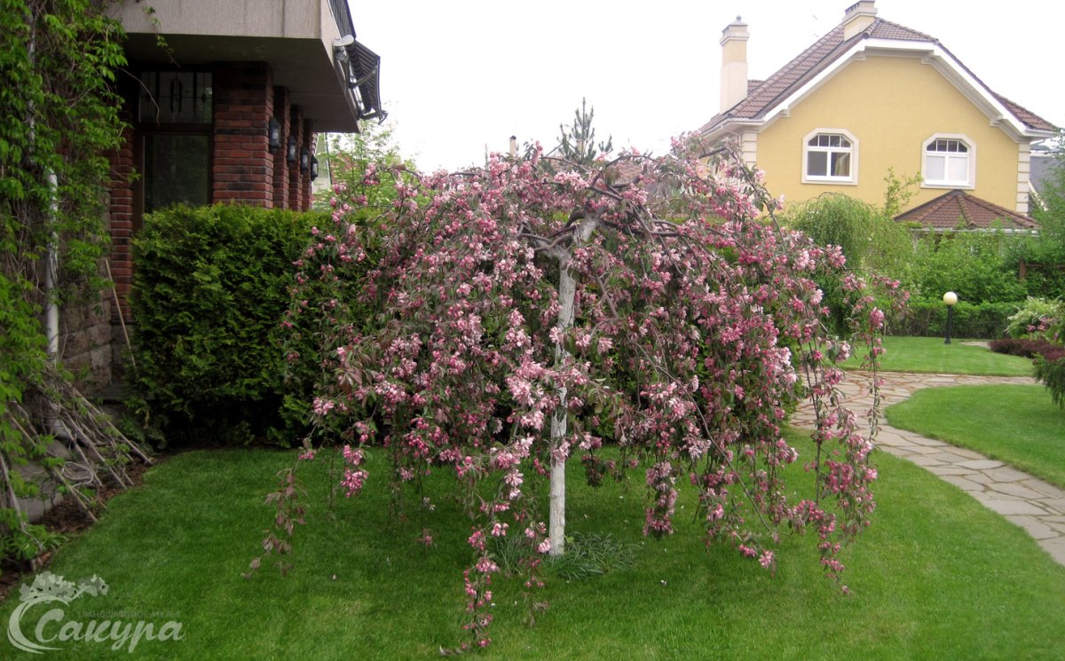 Яблоня роялти Бьюти