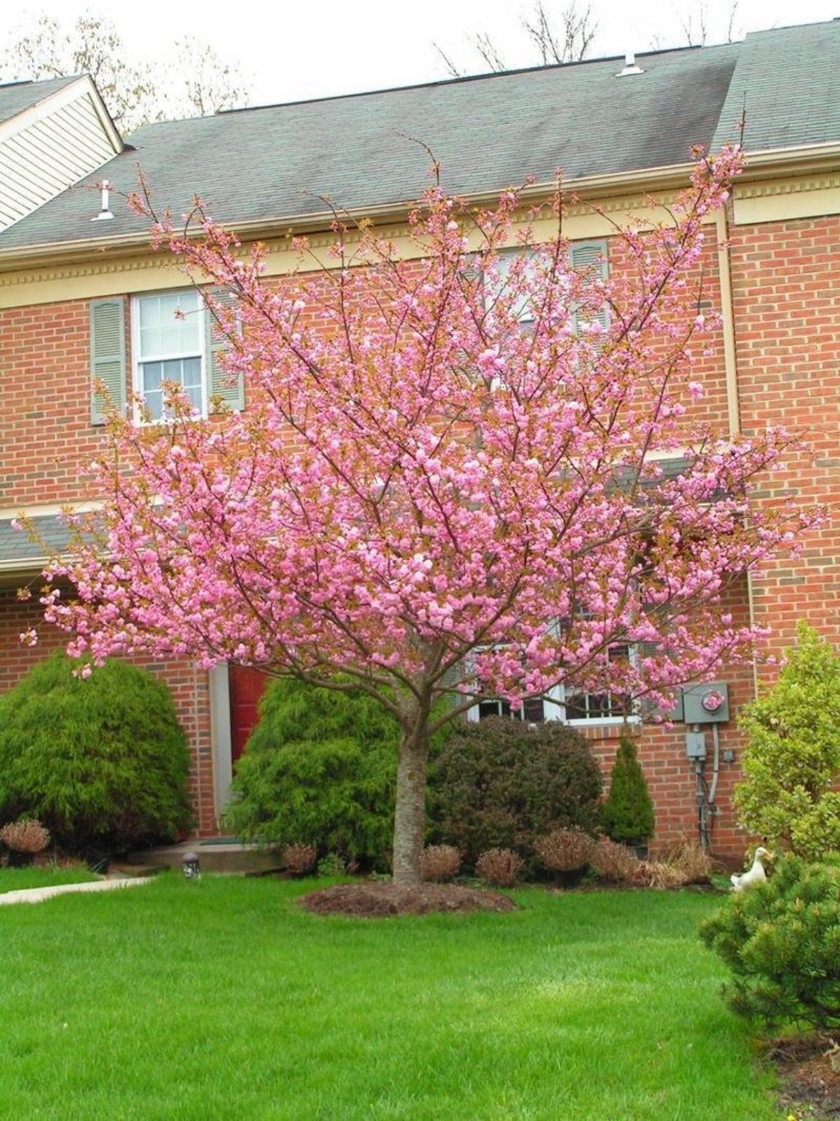 Яблоня штамбовая «Недзвецкого»