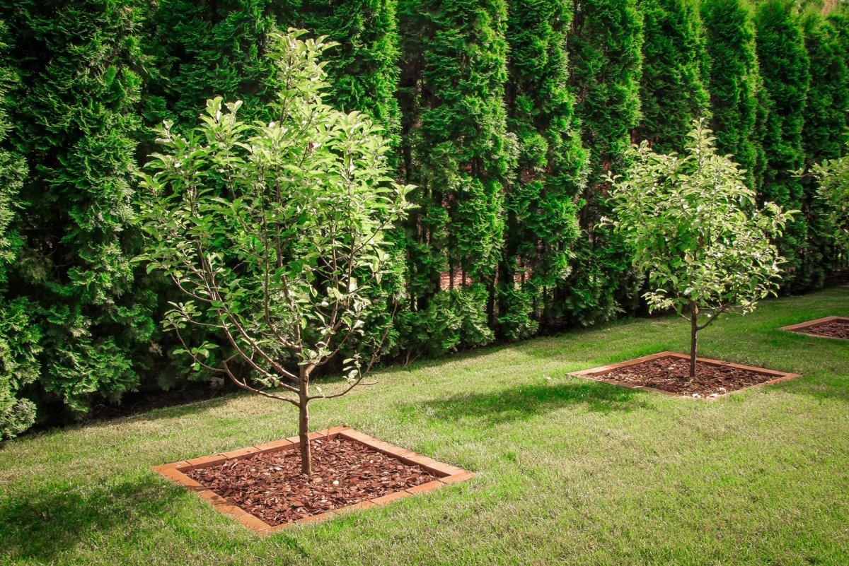 Туя Мириам на штамбе