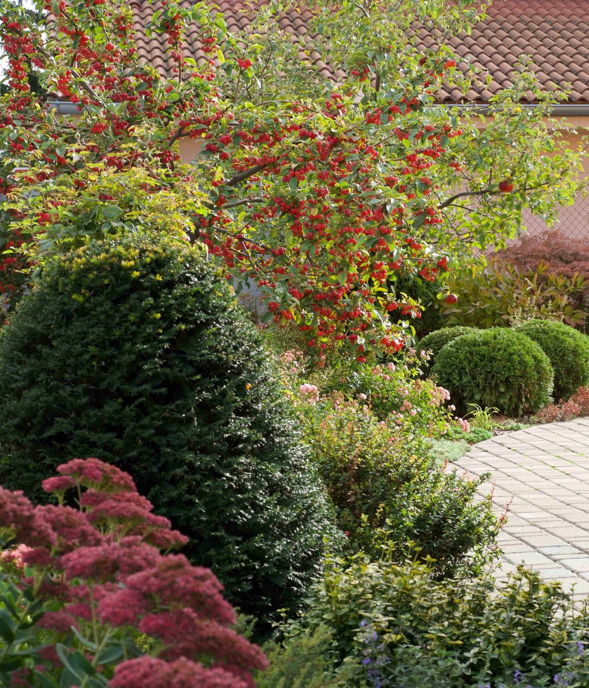 Малус Роял Бьюти яблоня