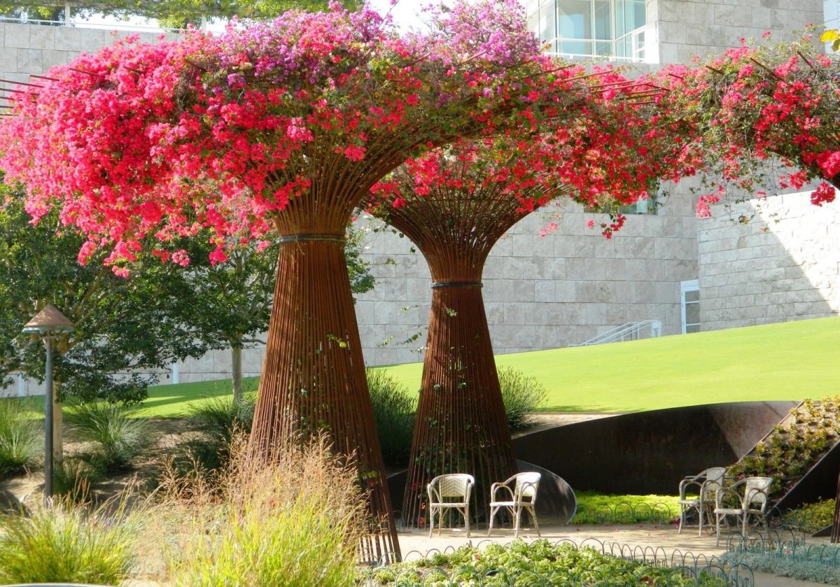 Глициния на перголе