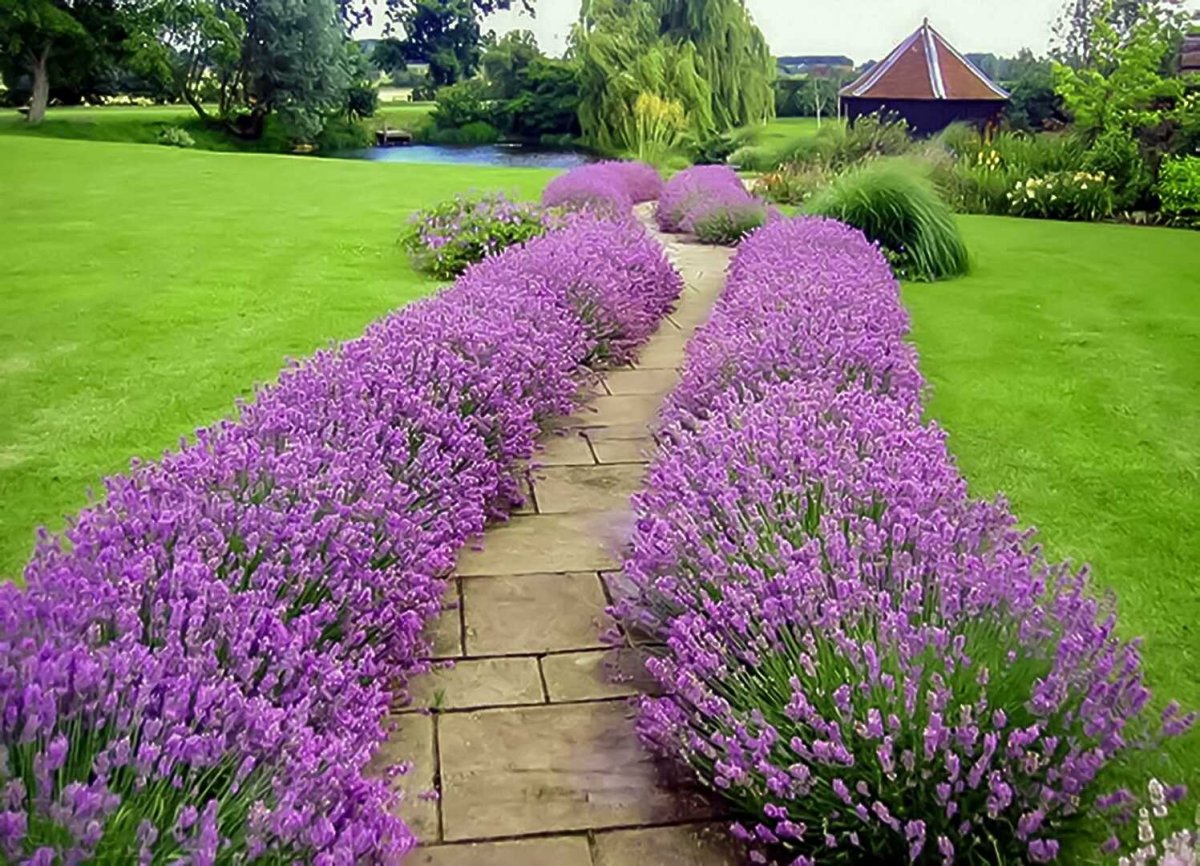 Лаванда узколистная rosea