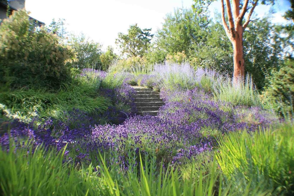 Лаванда котовник шалфей