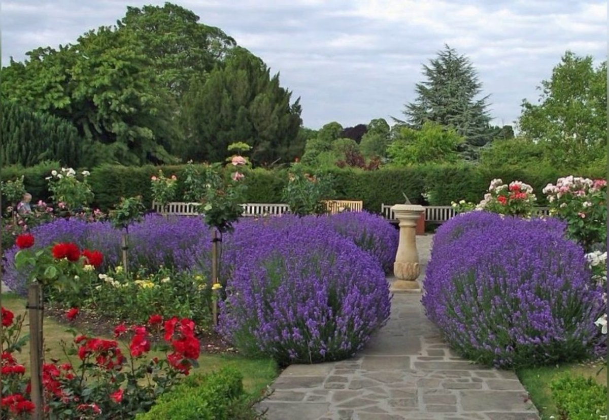 Миксбордер с самшитом и лавандой