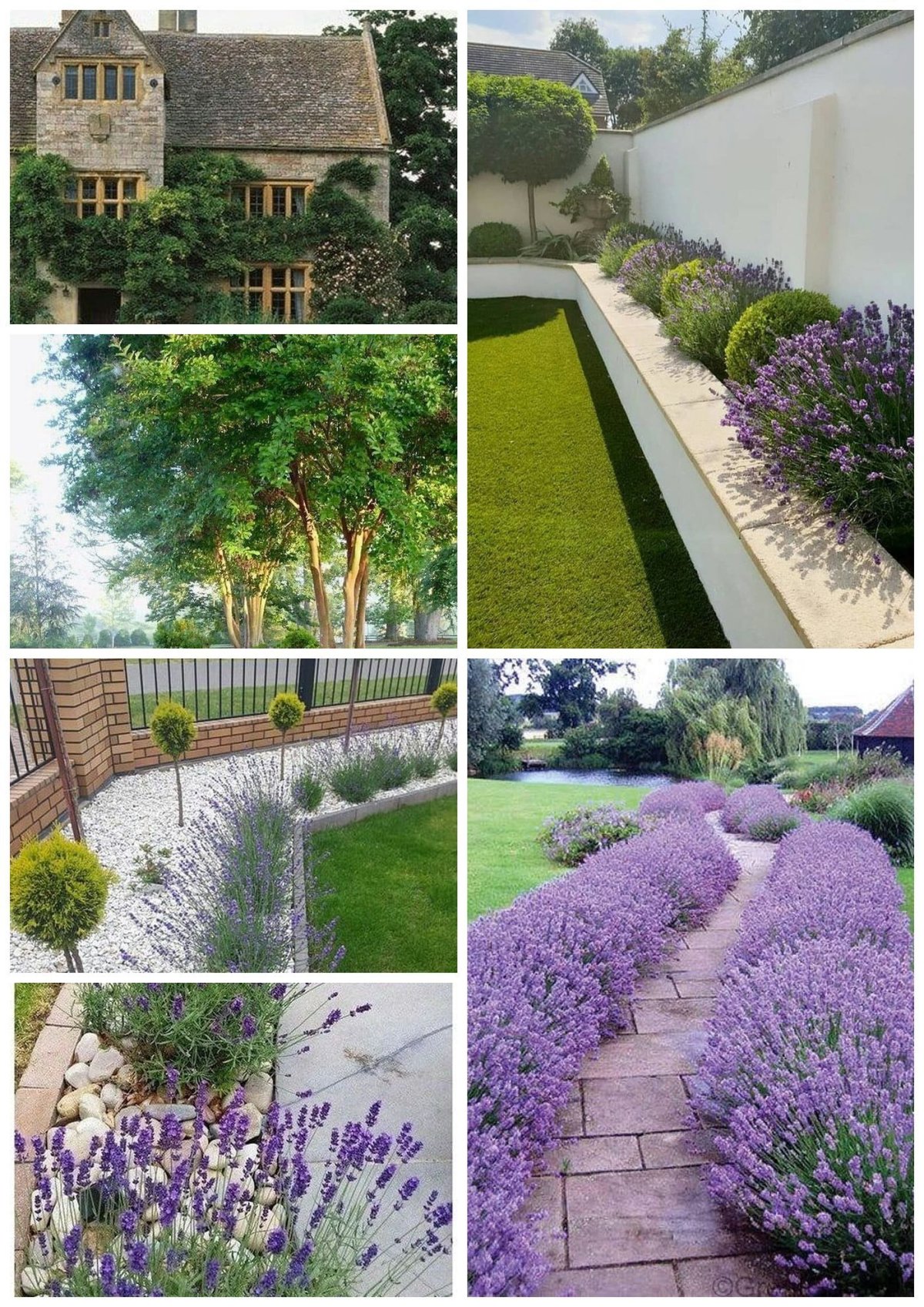 Лаванда в ландшафтном дизайне