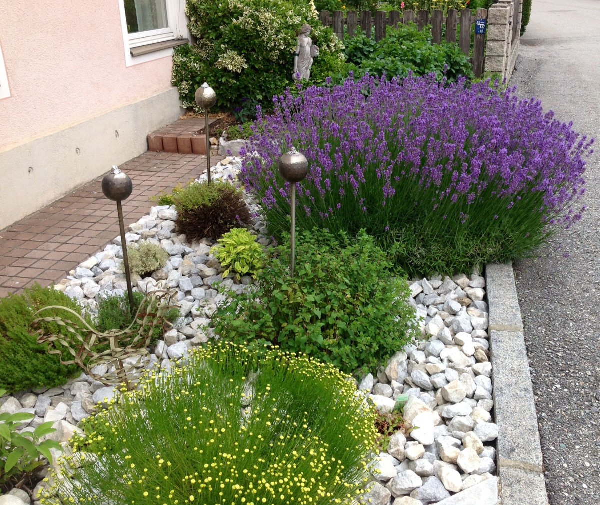 Лаванда сантолина злаки