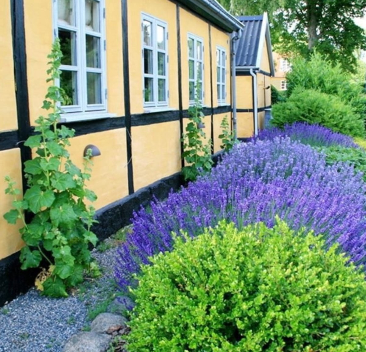 Туи и Лаванда