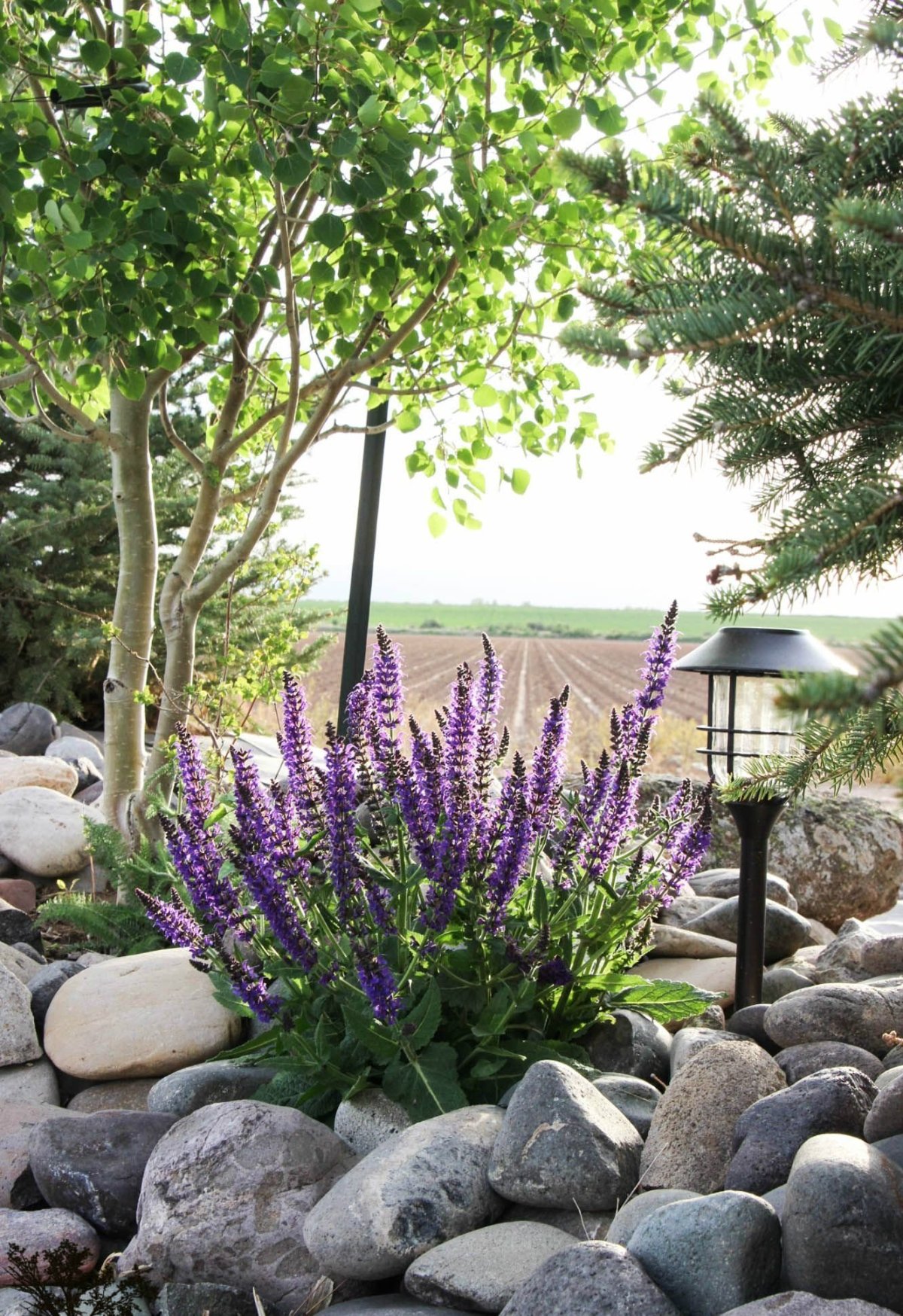 Лаванда Роуз узколистная в ландшафте