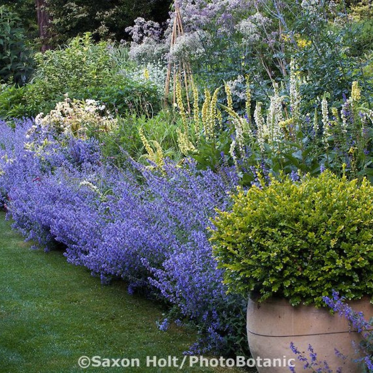 Котовник Фассена и шалфей