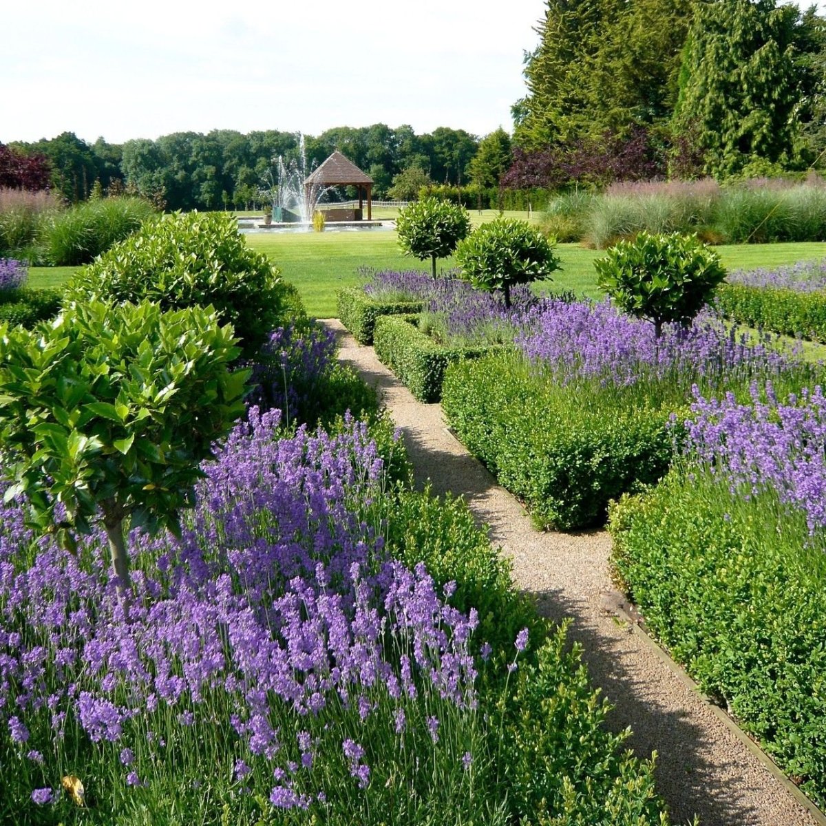 Лаванда шалфей котовник с розами